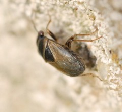 Geocoris megacephalus