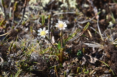 Endocellion glaciale