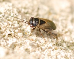 Geocoris megacephalus