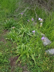 Tradescantia gigantea