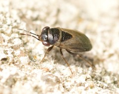 Geocoris megacephalus