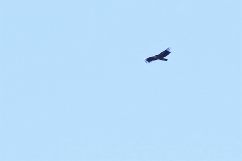 Himalayan Griffon