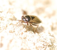 Geocoris megacephalus