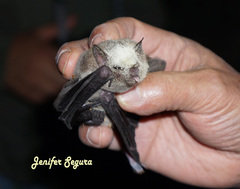 Leptonycteris nivalis