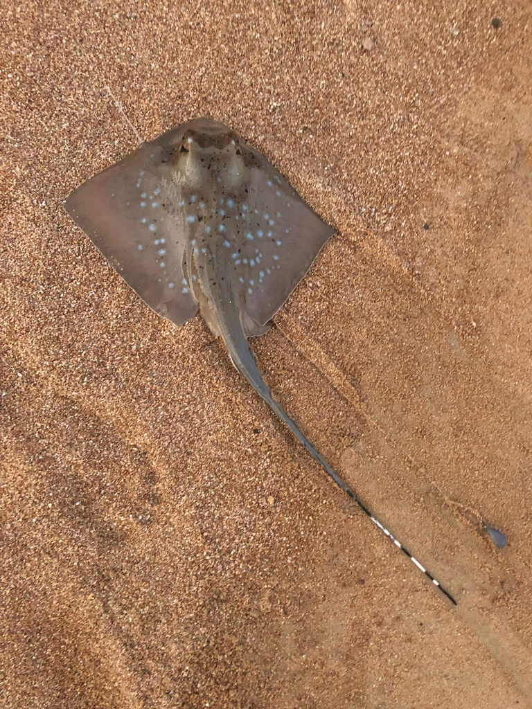 Masked Ray Coral Sea Maskray from Florence Bay, Northern, AU on July 10, 2021 at ...