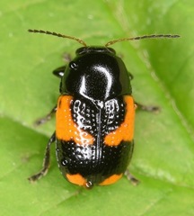 Cryptocephalus binominis