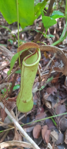 Nepenthes mirabilis