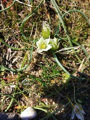 Ornithogalum refractum