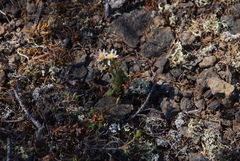 Endocellion glaciale