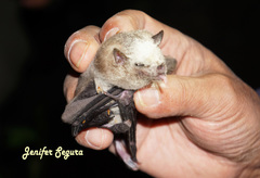 Leptonycteris nivalis