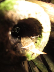Kurixalus eiffingeri