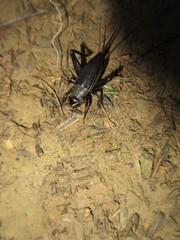 Teleogryllus occipitalis