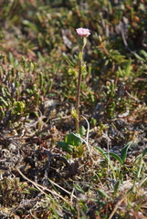 Endocellion glaciale