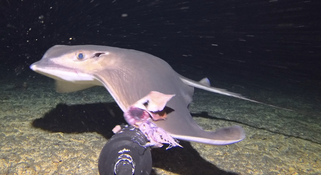 Purple Eagle Ray