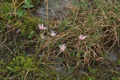 Endocellion glaciale