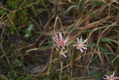 Endocellion glaciale