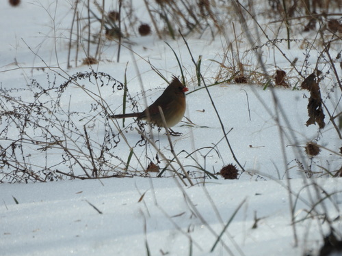 Northern Cardinal