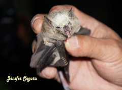 Leptonycteris nivalis