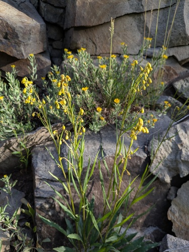 Bashful Ragwort (Senecio pudicus)