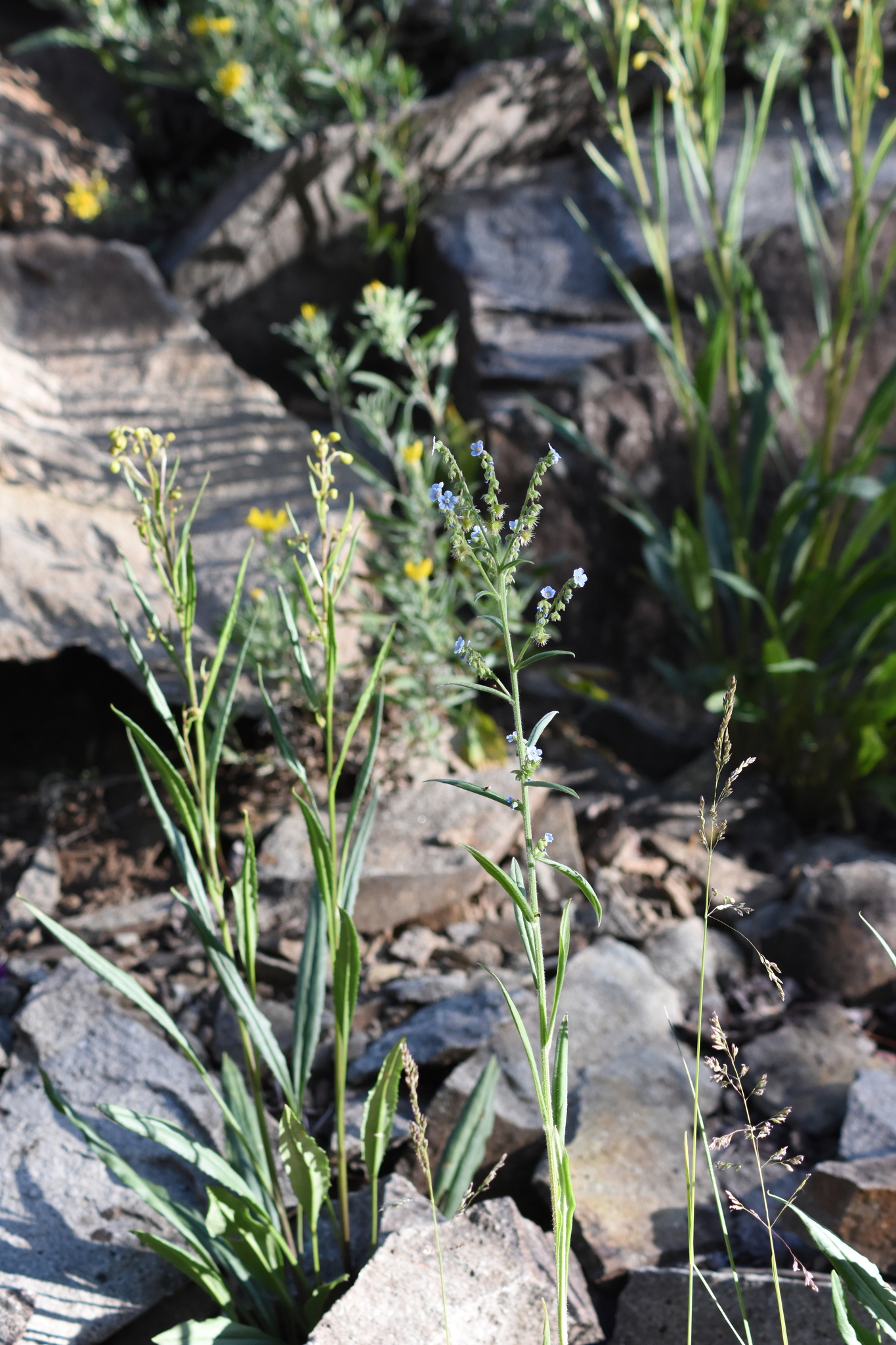 Many-Flowered Stickseed (Hackelia floribunda)
