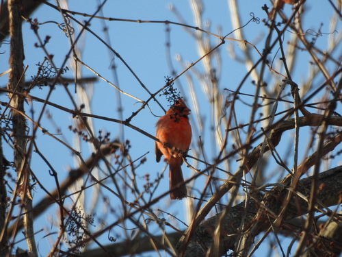 Northern Cardinal
