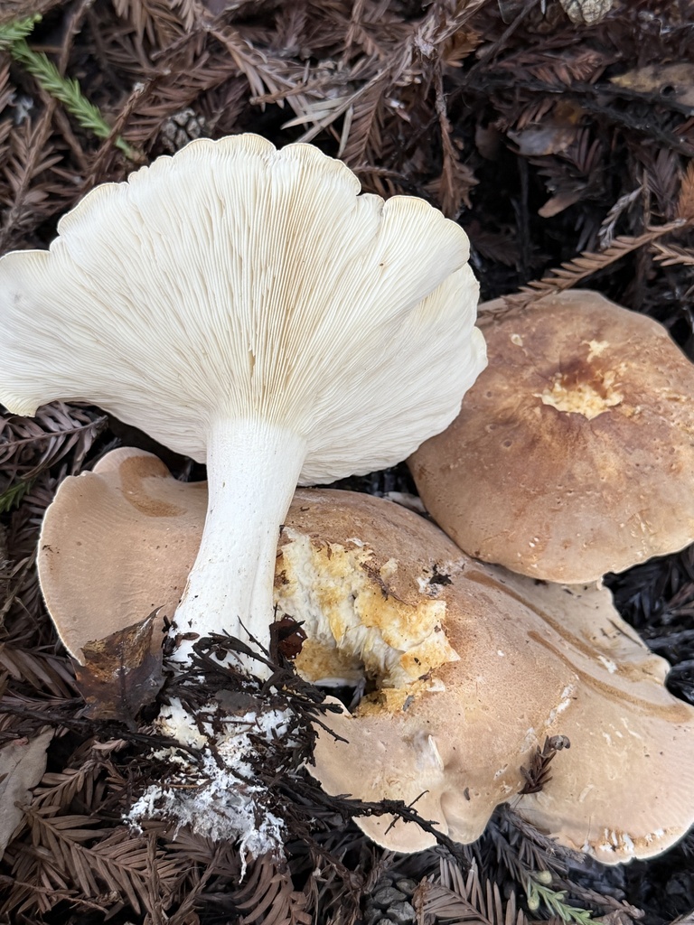 Leucopaxillus gentianeus · January 2026 · photo: © aheyman1 (iNaturalist, cc0)