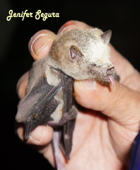 Leptonycteris nivalis