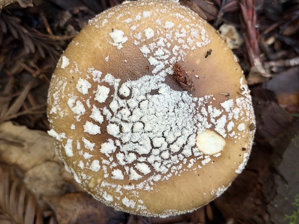 Amanita pantherinoides · January 2026 · photo: © aheyman1 (iNaturalist, cc0)