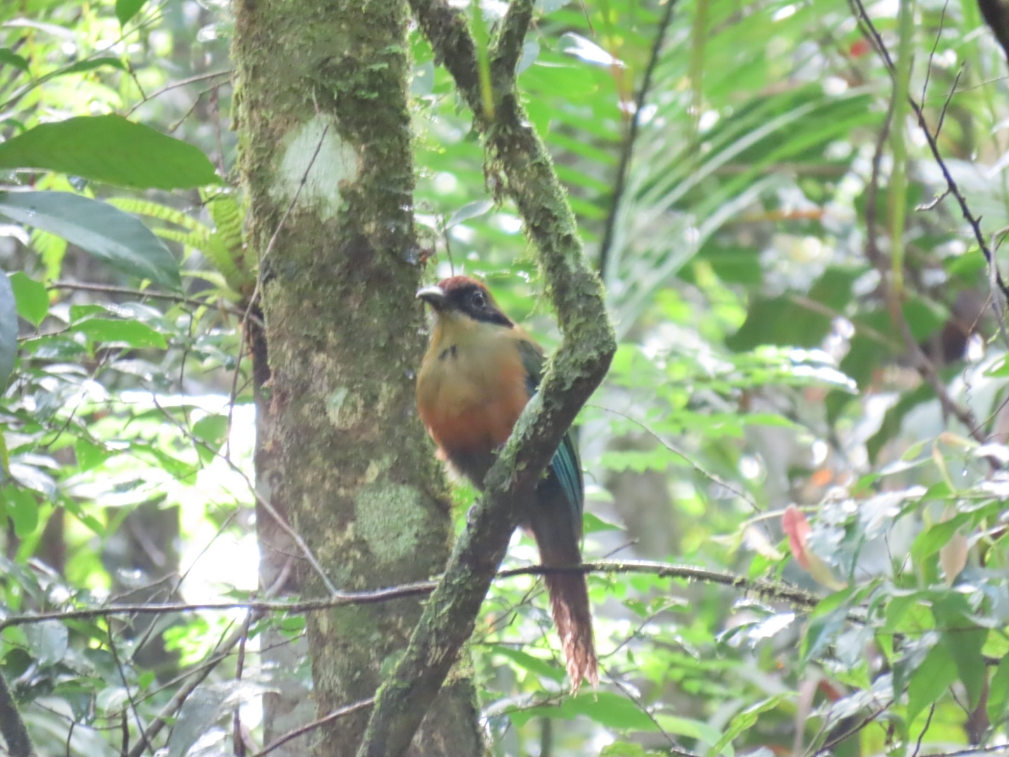 Rufous-capped Motmot (Baryphthengus ruficapillus), photo 3