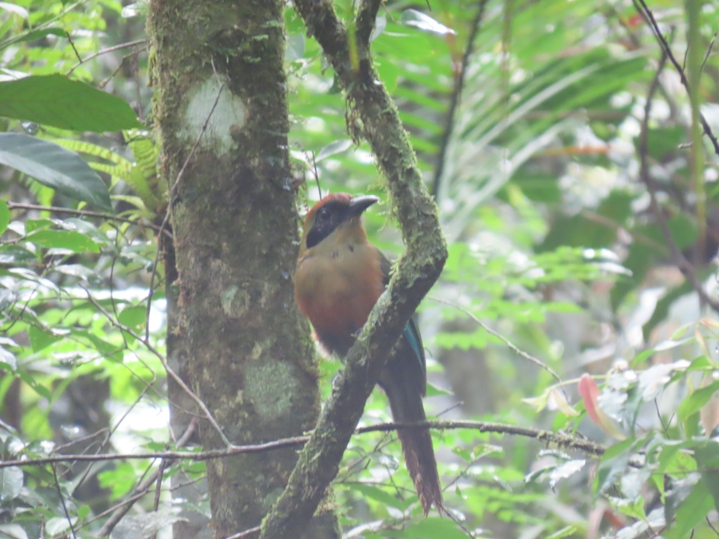 Rufous-capped Motmot (Baryphthengus ruficapillus), photo 4