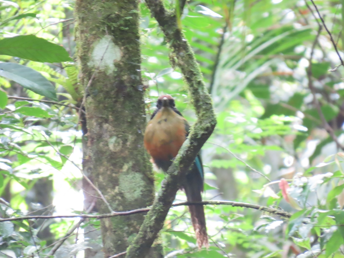 Rufous-capped Motmot (Baryphthengus ruficapillus), photo 5