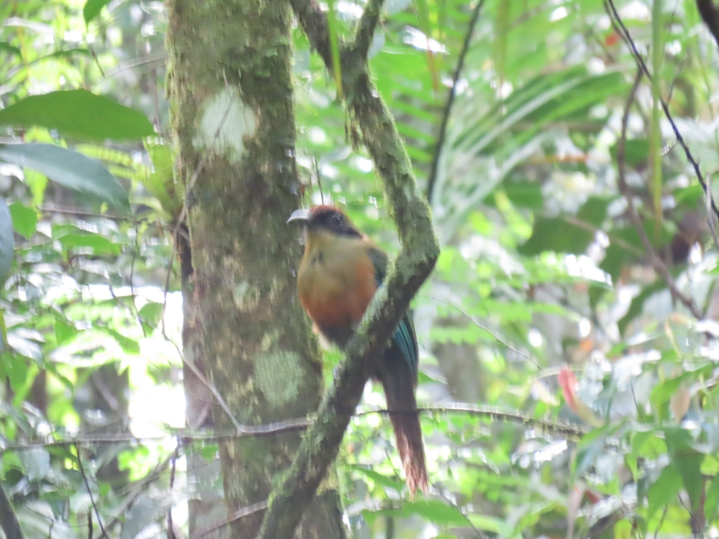 Rufous-capped Motmot (Baryphthengus ruficapillus), photo 6