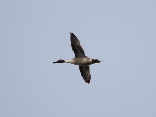 Northern Pintail