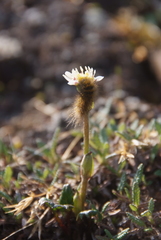 Endocellion glaciale