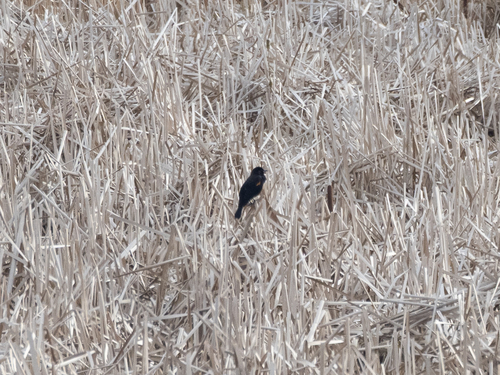 Red-winged Blackbird