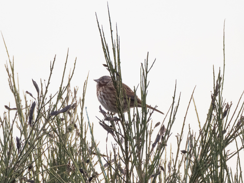 Song Sparrow