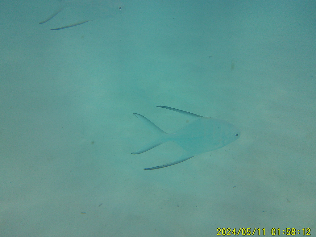 Banner pompano (Trachinotus goodei) — Carangidae