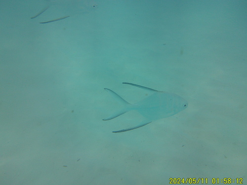 Banner pompano (Trachinotus goodei) — Carangidae