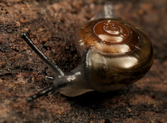 Urocyclidae