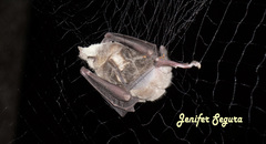 Leptonycteris nivalis