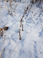 Orostachys malacophylla