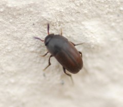 Ptomaphagus