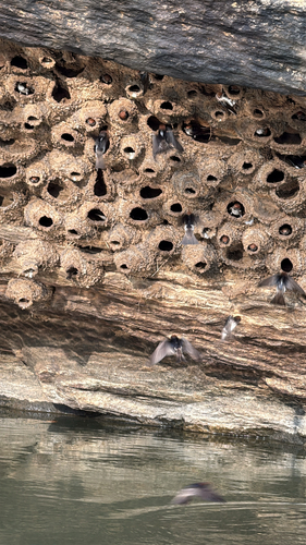 Streak-throated Swallow (Petrochelidon fluvicola)