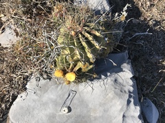 Ferocactus echidne victoriensis