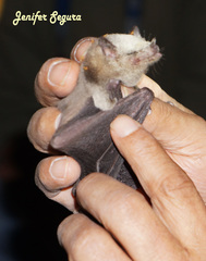 Leptonycteris nivalis