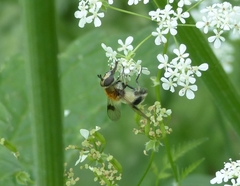 Leucozona lucorum