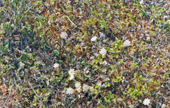 Endocellion glaciale