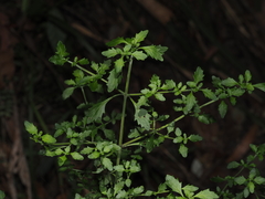 Prostanthera incisa, photograph (c) Thomas Mesaglio, some rights reserved (CC BY)