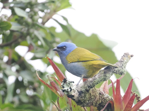 Blue-capped Tanager (Sporathraupis cyanocephala), photo 10