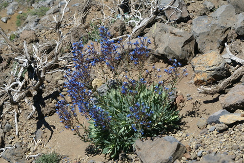 Image of Echium thyrsiflorum by no rights reserved